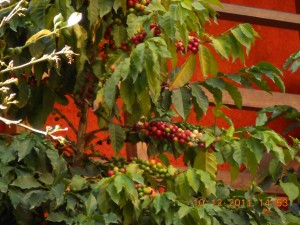Coffeetreesforrestaurantscoffee