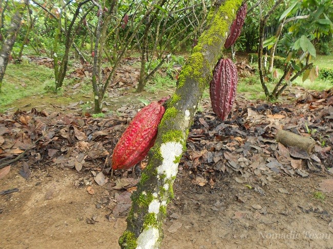One Red Seed Pod Ready for Harvest