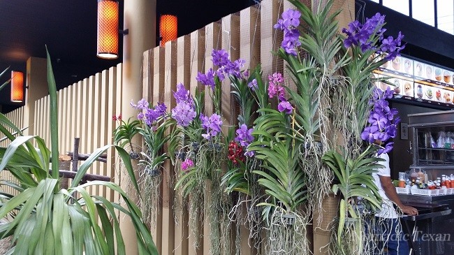Wall of Orchids