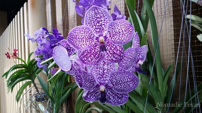 An Amazing Purple Orchid