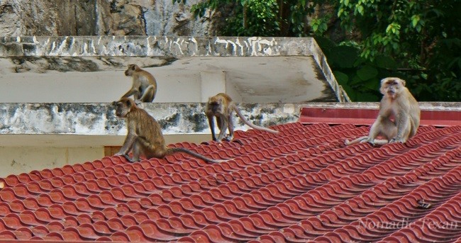 Monkeys Watching the Toilet at The Batu Caves