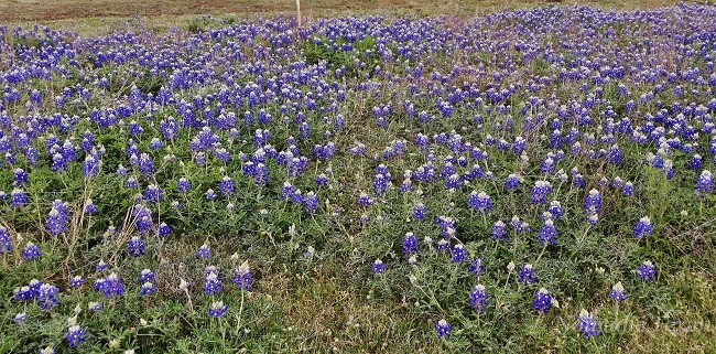 Bluebonnets at the Gate