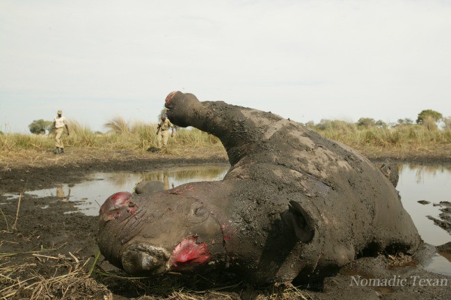 Rhino Horn Removed by Beverly Joubert 