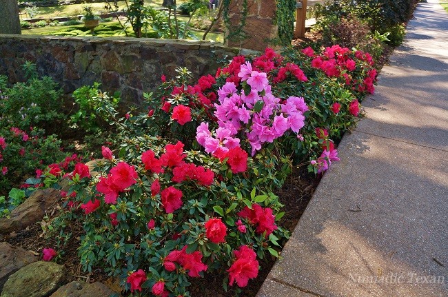 Red and Pink Azaleas