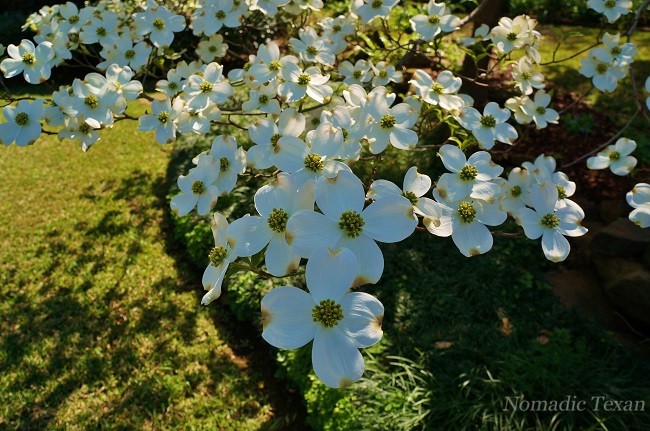 Close Up of a Dogwood Bloom At The Home Behind The Pyron Home